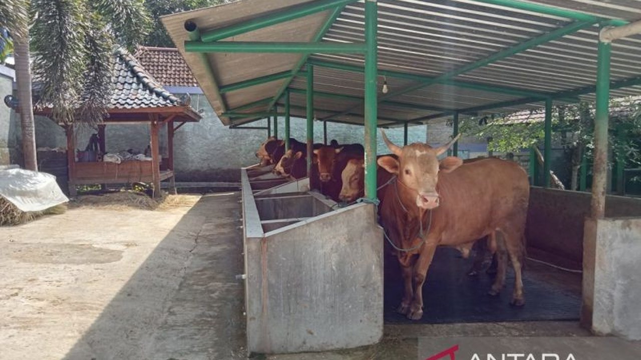 Dinas Pertanian dan Pangan Kota Yogyakarta intensifkan pengawasan hewan kurban di tempat penjualan dan pasar tiban, memastikan kesehatan ternak jelang Idul Adha 2026. Simak detailnya!