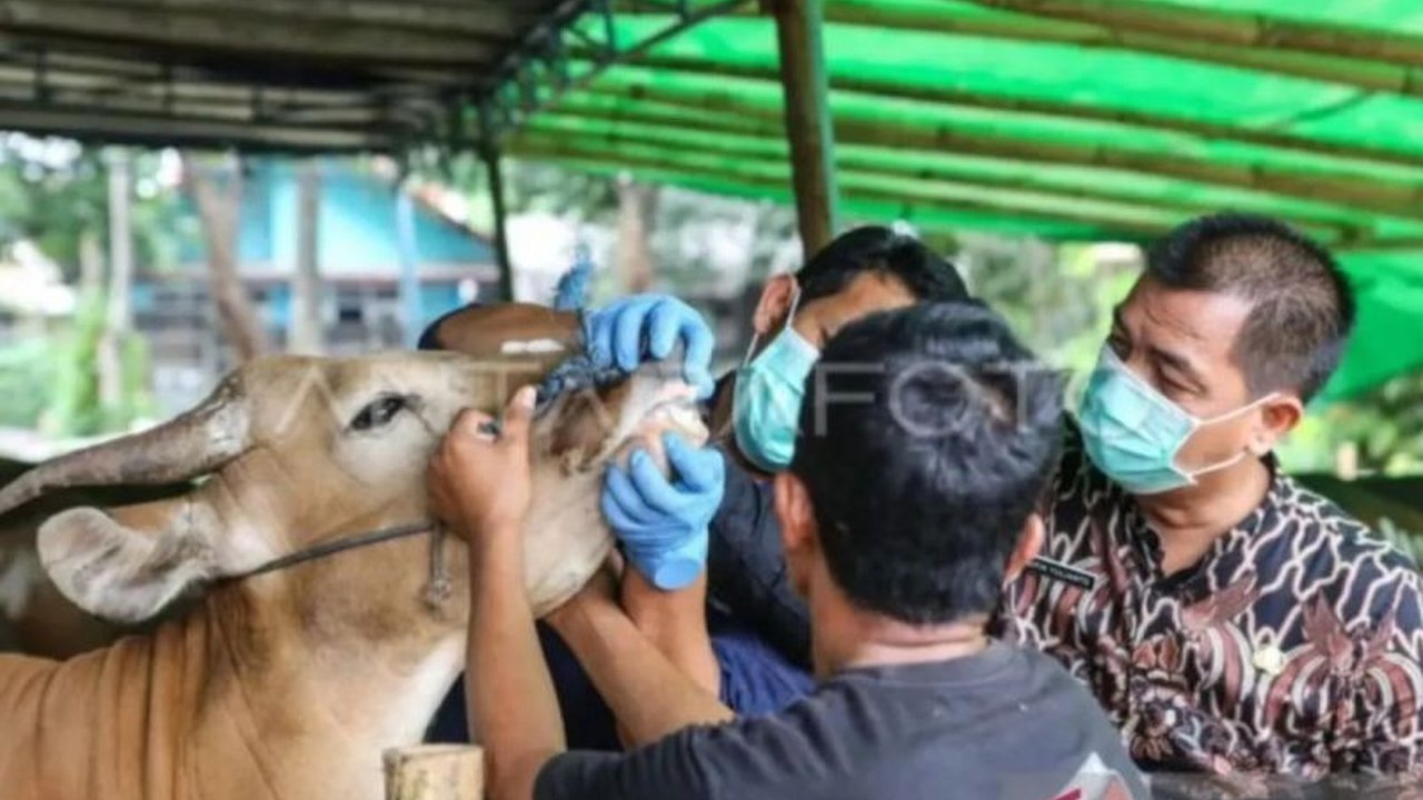Dinas Ketahanan Pangan, Kelautan, dan Pertanian (KPKP) DKI Jakarta intensifkan edukasi penanganan hewan kurban higienis kepada masyarakat dan pelaku usaha, memastikan pelaksanaan Idul Adha aman, sehat, dan sesuai syariat.