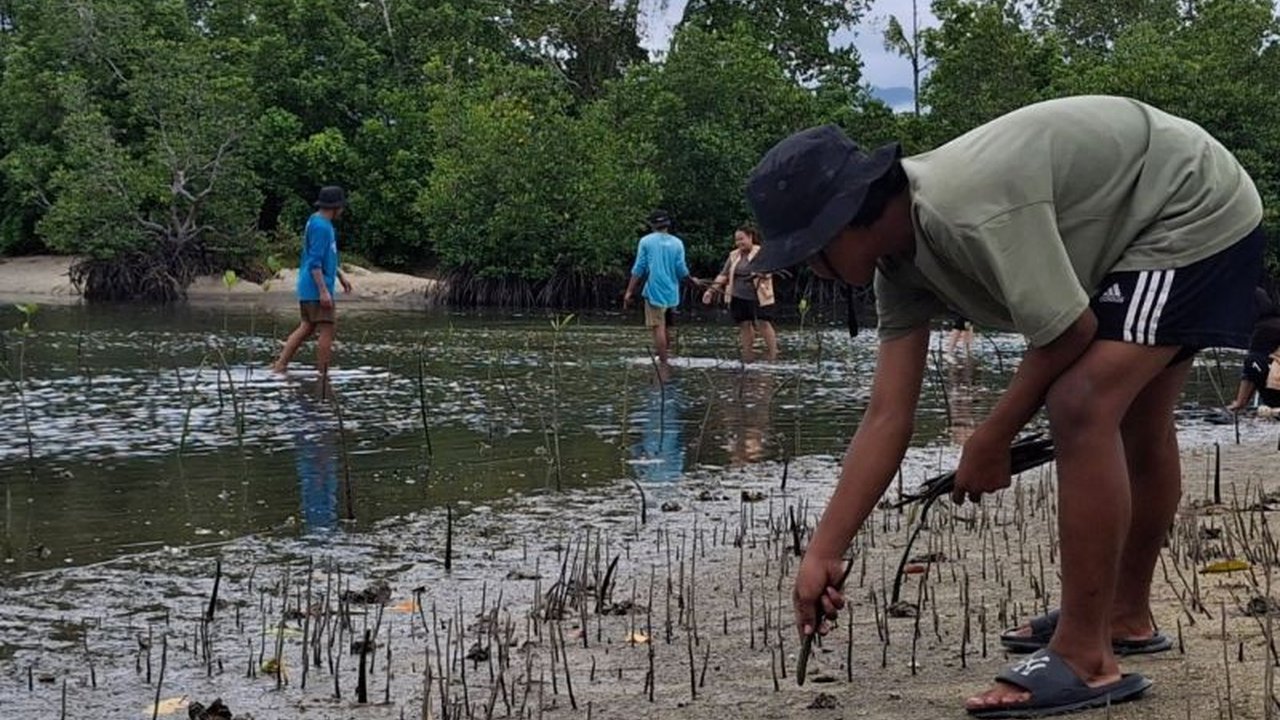 Kelompok Pemuda Peduli Mangrove Desa Oncone Raya (P2MO) menanam 2.600 bibit mangrove di Parigi Moutong sebagai upaya mitigasi bencana pesisir dan perubahan iklim, menunjukkan komitmen terhadap kelestarian lingkungan.