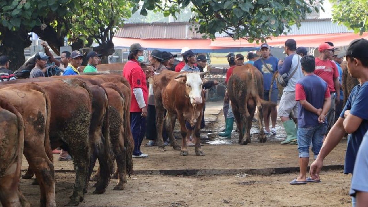 Jelang Idul Adha 1447 Hijriah, permintaan sapi kurban di Ponorogo melonjak signifikan, memicu kenaikan harga dan aktivitas jual beli di pasar hewan, sementara nasib kambing berbeda.