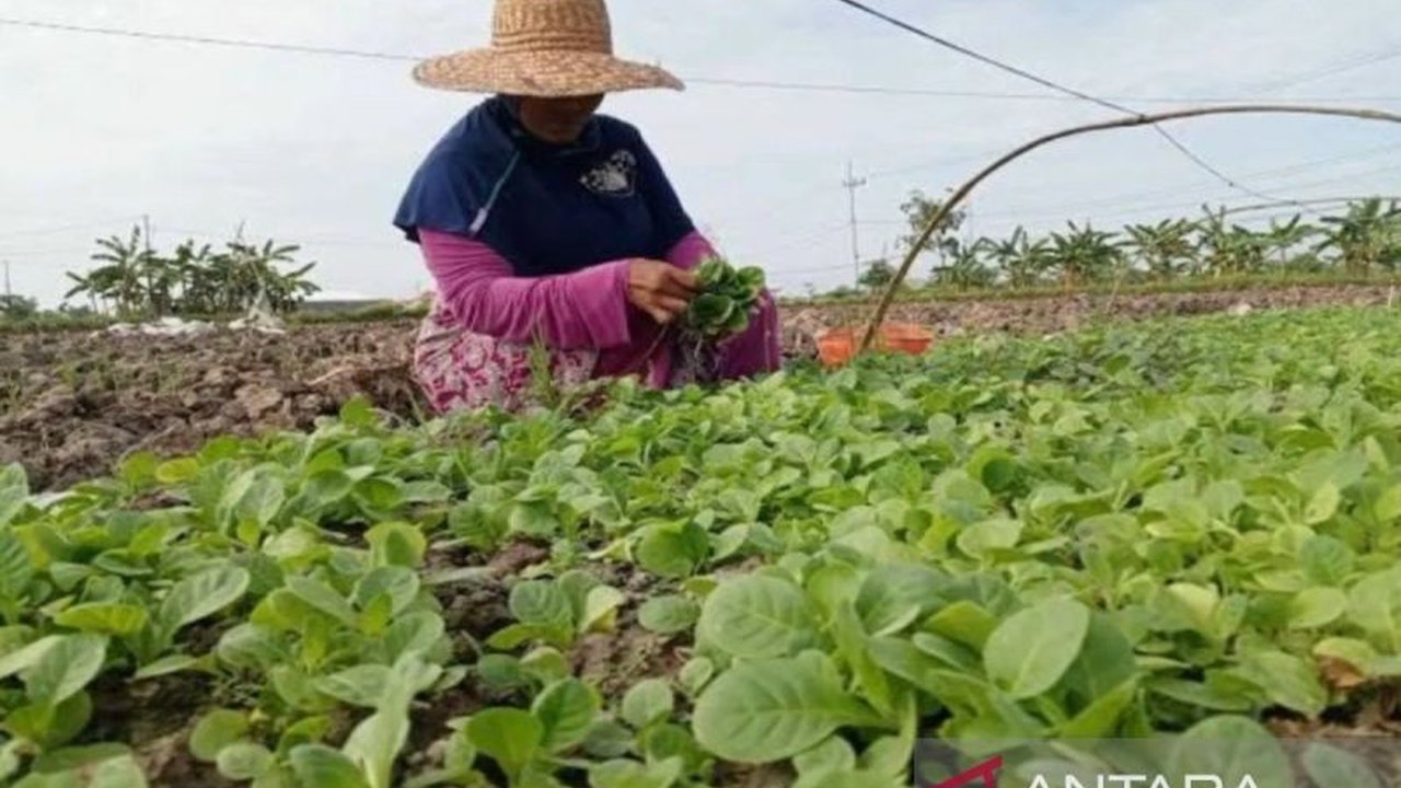 Pemerintah Kabupaten Pamekasan menyalurkan bantuan pupuk non-subsidi kepada petani tembakau, sebuah langkah strategis untuk meringankan biaya produksi dan meningkatkan kesejahteraan petani di Pamekasan.