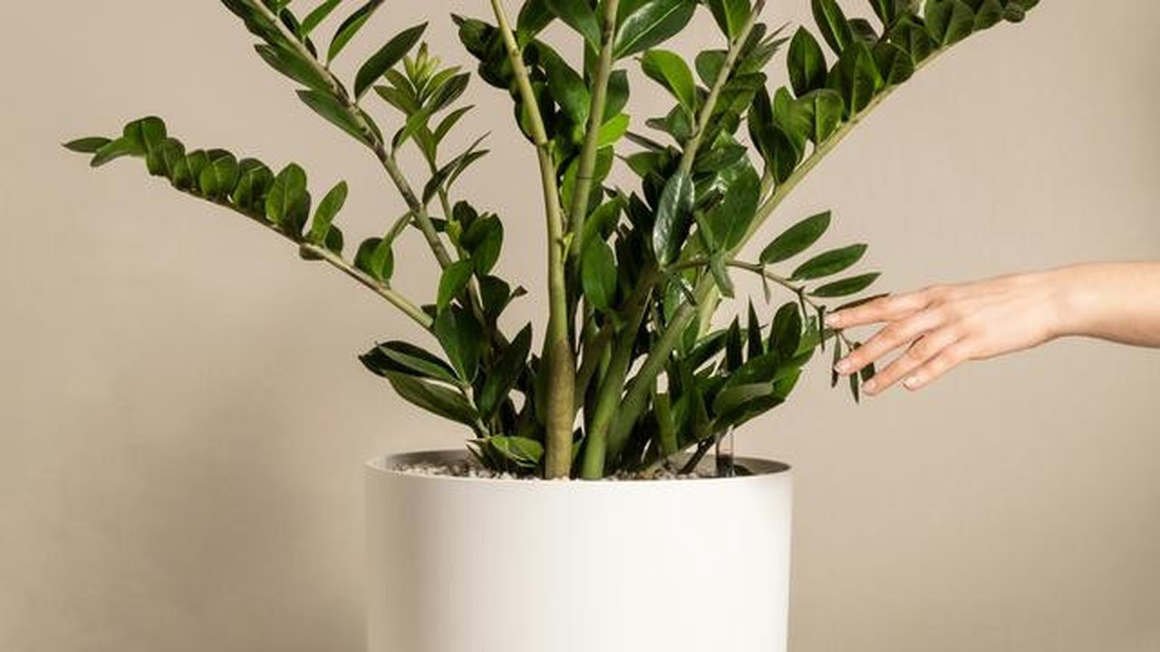 Pohon dolar atau ZZ plant populer sebagai tanaman hias indoor karena tahan banting, minim perawatan, dan memiliki daun hijau mengilap yang elegan. (dok. feey/Unsplash)