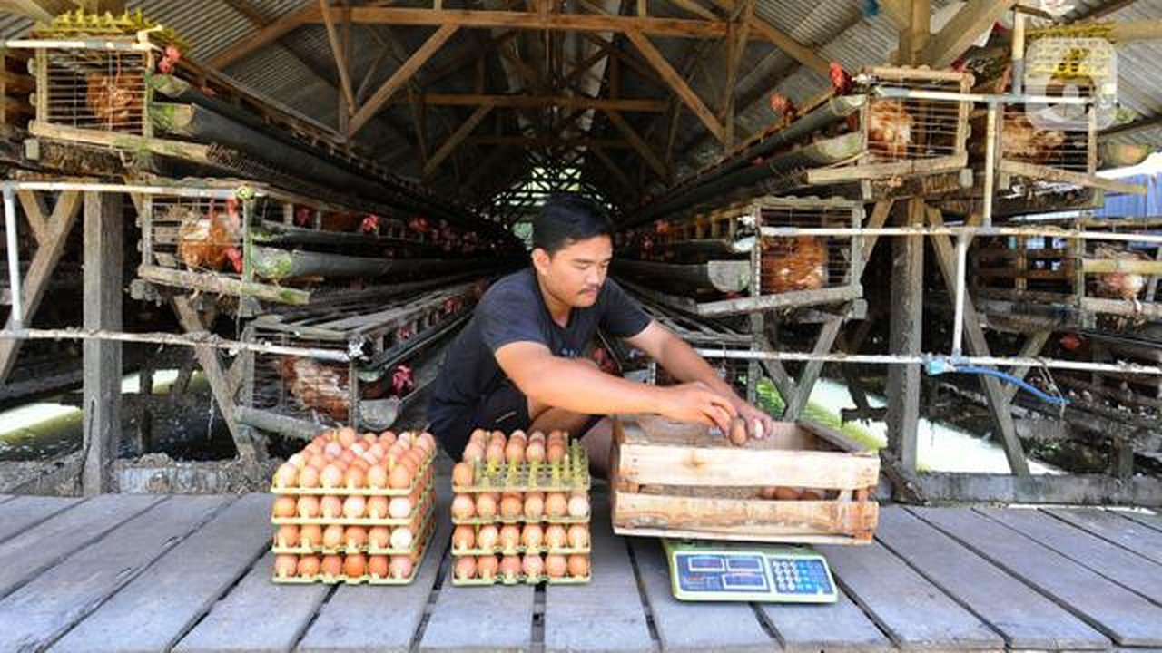 Peternak menimbang telur ayam ras hasil panen di peternakannya di Kampung Kebon Kopi, Pengasinan, Bogor, Kamis  (15/12/2022). Menurut peternak setempat, sejak tiga pekan  terakhir harga telur