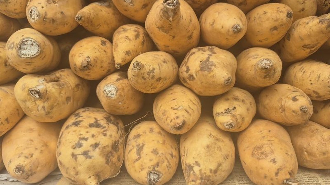Dinas Ketahanan Pangan dan Pertanian (DKPP) Sumedang terus berinovasi mengembangkan Ubi Cilembu melalui kultur jaringan guna memperluas produksi dan meningkatkan daya saing di pasar global.