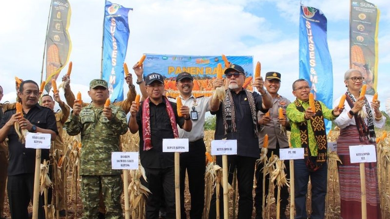 Ditjenpas NTT menunjukkan komitmen nyata terhadap Ketahanan Pangan dan penguatan ekonomi daerah dengan keberhasilan panen 10 ton jagung di Lapas Kelas IIA Kupang, melibatkan warga binaan.