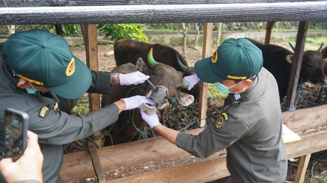 Karantina Maluku Utara intensifkan pengawasan dan pemeriksaan kesehatan hewan kurban jelang Idul Adha 1447 H, memastikan semua Hewan Kurban Maluku Utara sehat, aman, dan bebas penyakit zoonosis.