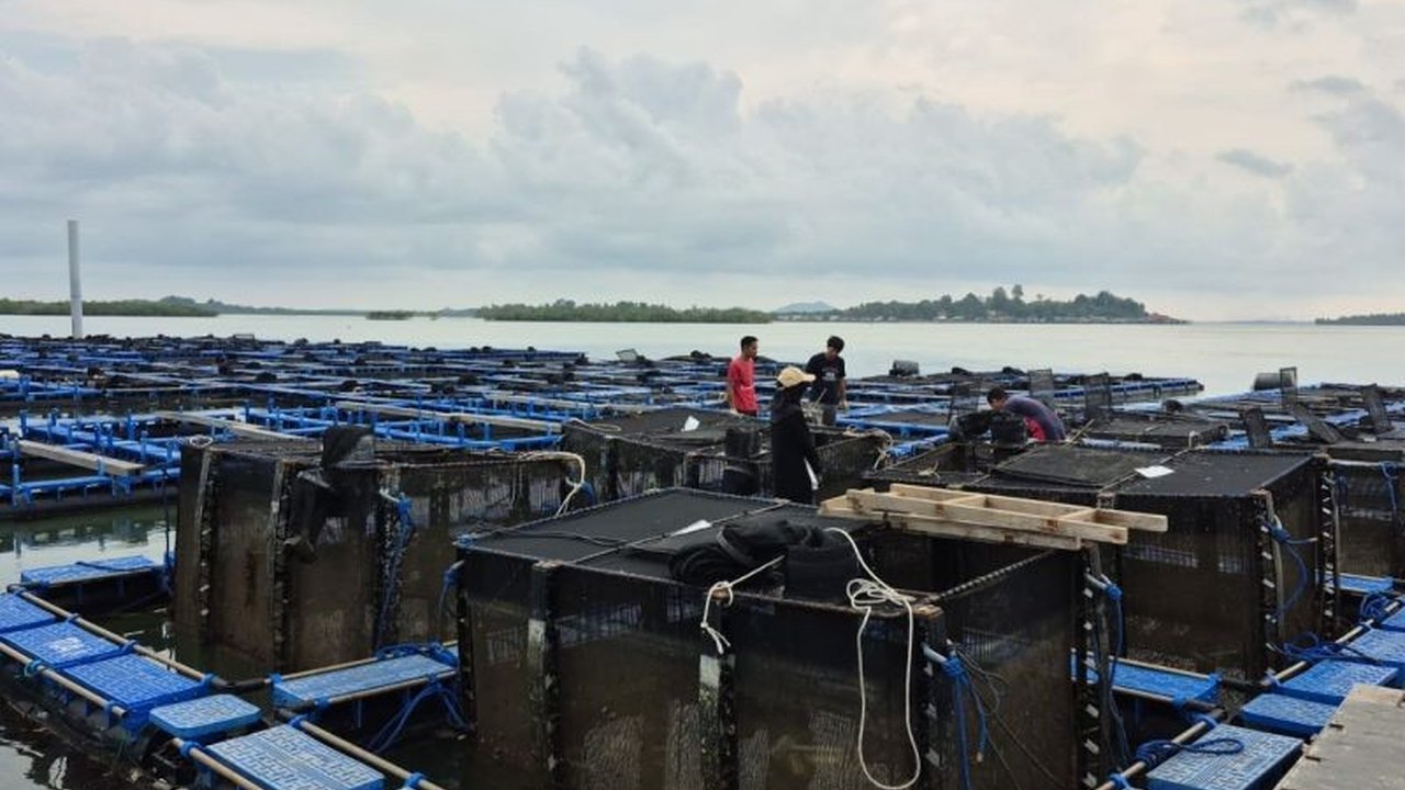 Minat masyarakat terhadap budidaya lobster modeling di Batam dan Kepri menunjukkan peningkatan signifikan seiring pengembangan teknologi, membuka peluang ekonomi yang menjanjikan.