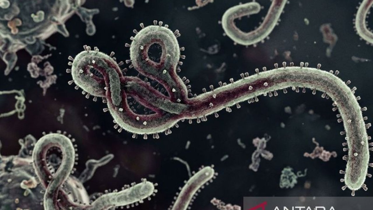 Program Pangan Dunia (WFP) pernah mengeluarkan peringatan serius mengenai bagaimana ketidakstabilan politik dan krisis pangan yang melanda Republik Demokratik Kongo memperparah risiko penyebaran wabah Ebola, menciptakan ancaman ganda yang mendesak. Ini ad
