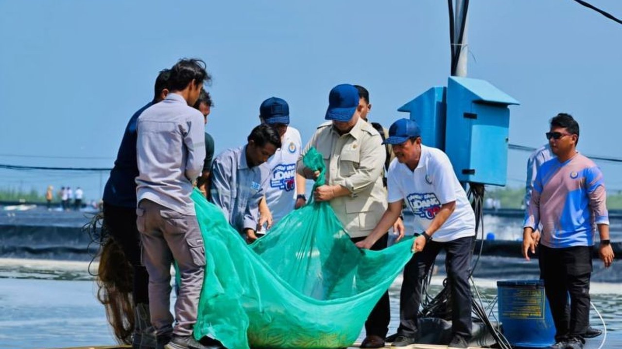 Presiden Prabowo Subianto meninjau langsung panen udang di Tambak Budi Daya Udang Berbasis Kawasan (BUBK) Kebumen, Jawa Tengah, yang mencatatkan produktivitas fantastis. Keberhasilan Prabowo Panen Udang Kebumen ini berpotensi mendongkrak perekonomian daer