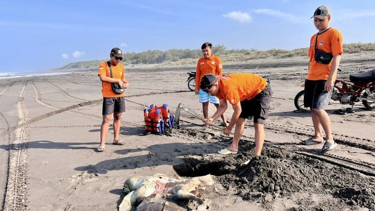 Tim Satlinmas Rescue Istimewa mengevakuasi bangkai penyu terdampar di Pantai Parangkusumo, Bantul. Kondisi penyu yang membusuk dan rusak parah menimbulkan pertanyaan penyebab kematiannya.
