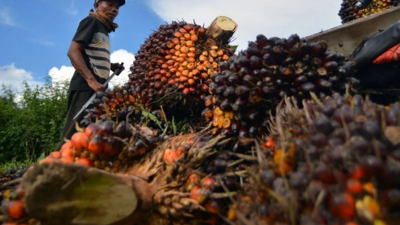 Dinas Perkebunan Provinsi Riau mendesak perusahaan agar tidak menurunkan harga TBS Sawit Riau secara sepihak, menyusul anjloknya harga di sejumlah daerah. Apa penyebab penurunan ini?