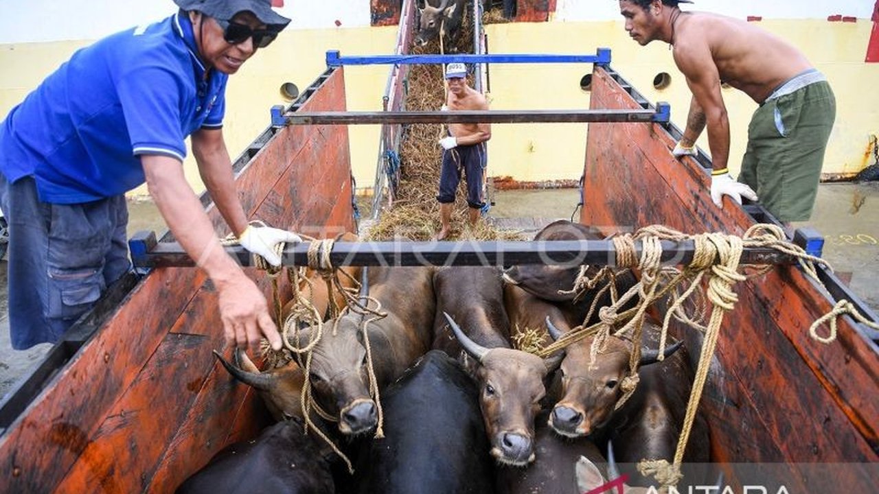 Badan Karantina Indonesia (Barantin) di Kalimantan Timur memperketat pengawasan pengiriman hewan kurban menjelang Idul Adha 1447 H, guna memastikan kesehatan dan mencegah penyakit menular.