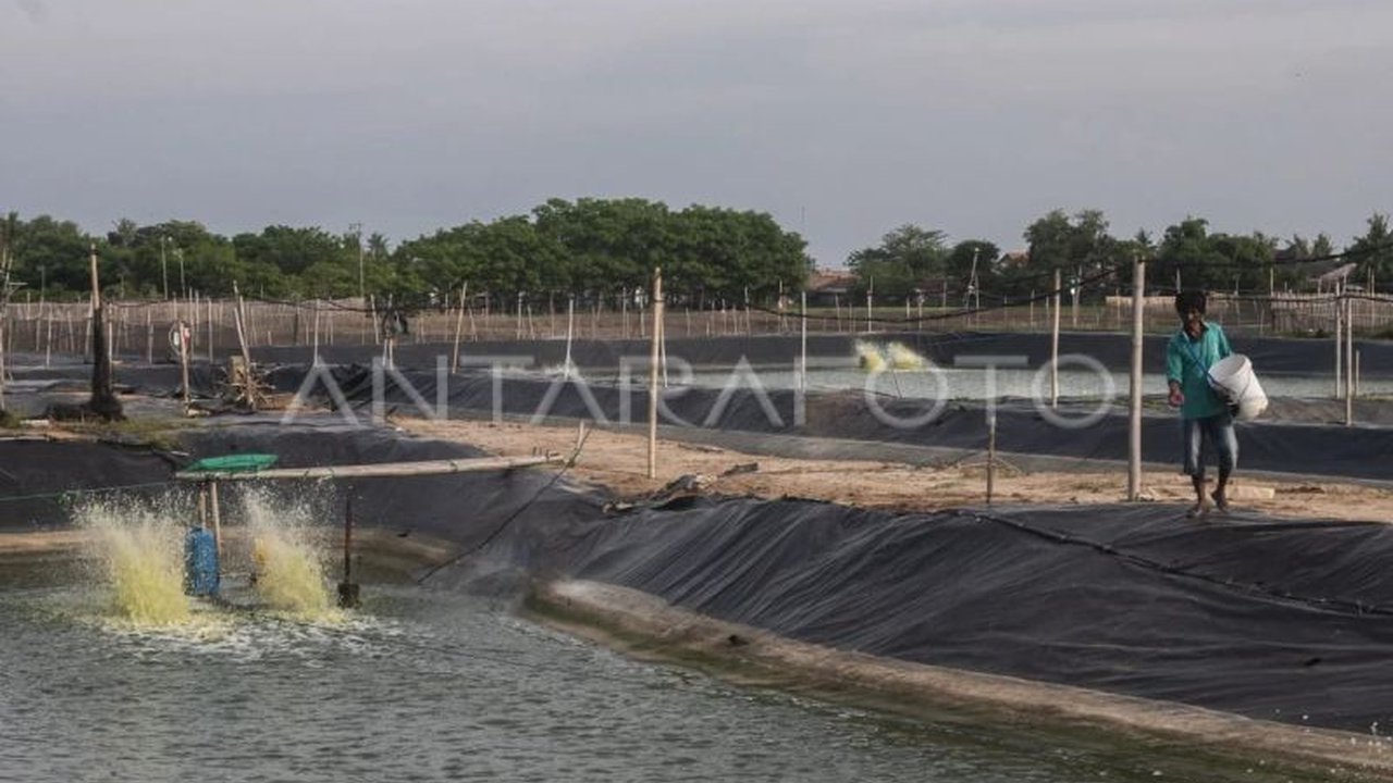 Pemerintah Kabupaten Lebak serius mengembangkan tambak udang vaname di wilayah pesisir. Inisiatif ini diharapkan mampu meningkatkan pendapatan warga sekaligus mempercepat upaya penghapusan kemiskinan ekstrem di Lebak.