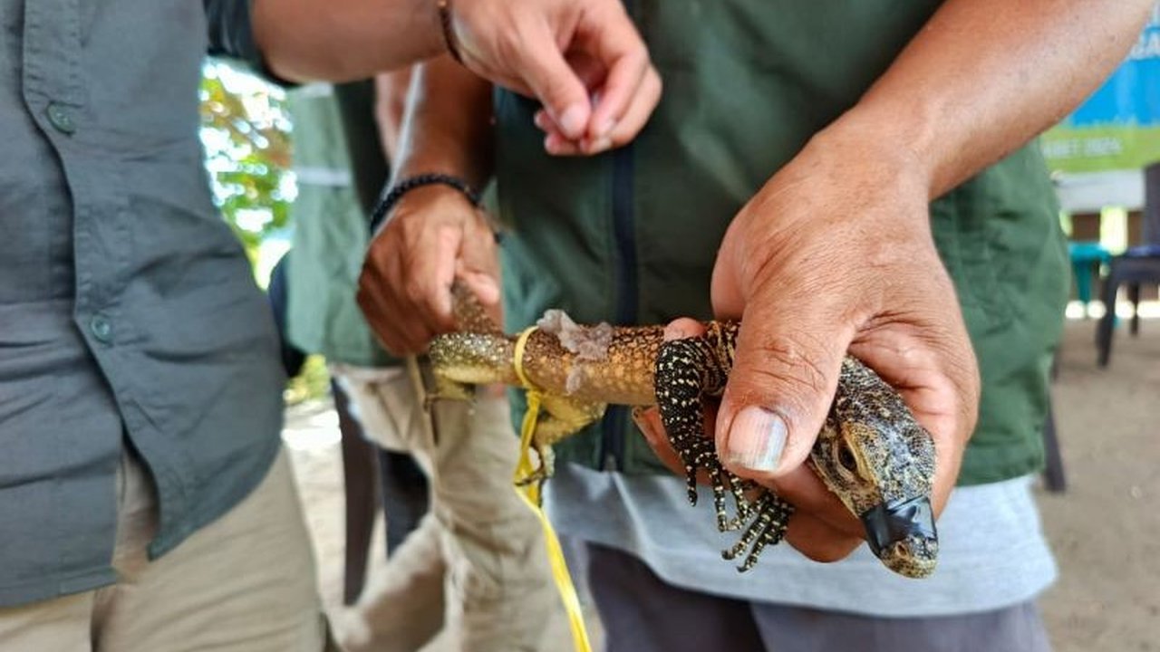 Petugas Balai Besar Konservasi Sumber Daya Alam (BBKSDA) Nusa Tenggara Timur sigap melakukan penangkapan anak komodo yang masuk ke rumah warga di Manggarai Timur. Simak bagaimana Penangkapan Anak Komodo ini dilakukan dan nasibnya kini.