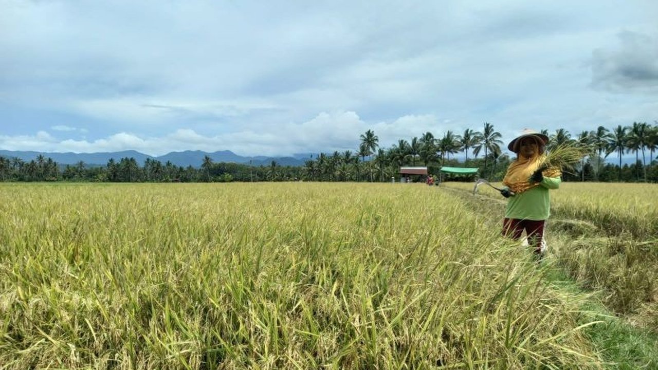Bank Indonesia (BI) Perwakilan Sulawesi Utara (Sulut) berupaya memperkuat ketahanan pangan Sulut dengan memberdayakan petani dan UMKM. Simak bagaimana program inovatif ini mendukung stabilitas harga di wilayah tersebut.
