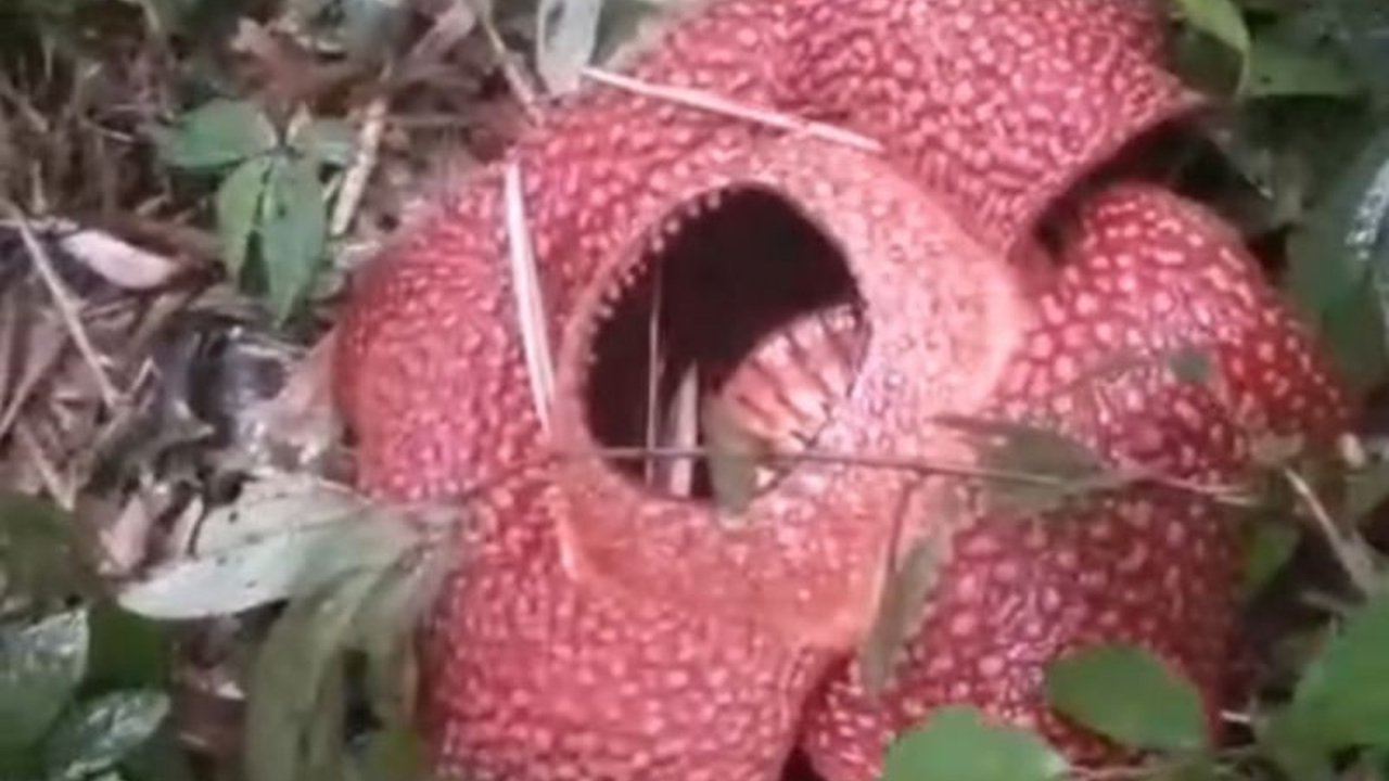 Kabar gembira bagi pecinta flora, bunga langka Mekar Sempurna Rafflesia Arnoldii kembali terlihat di Rejang Lebong, Bengkulu, menarik perhatian warga dan peneliti.