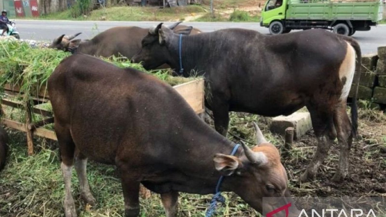 Dinas Pertanian (Distan) Provinsi Maluku melakukan inspeksi mendadak (sidak) terhadap pedagang hewan kurban di Kota Ambon, memastikan kesehatan ternak dan kelayakan untuk Idul Adha 1447 Hijriah.