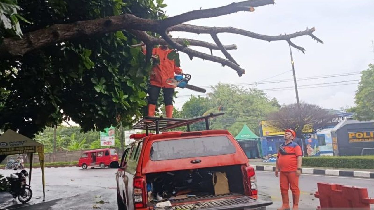 BPBD Cianjur bersama tim gabungan tangani cepat insiden pohon tumbang di jalur protokol Arif Rahman Hakim, memastikan arus lalu lintas kembali normal dan mengimbau kewaspadaan warga menghadapi cuaca ekstrem.