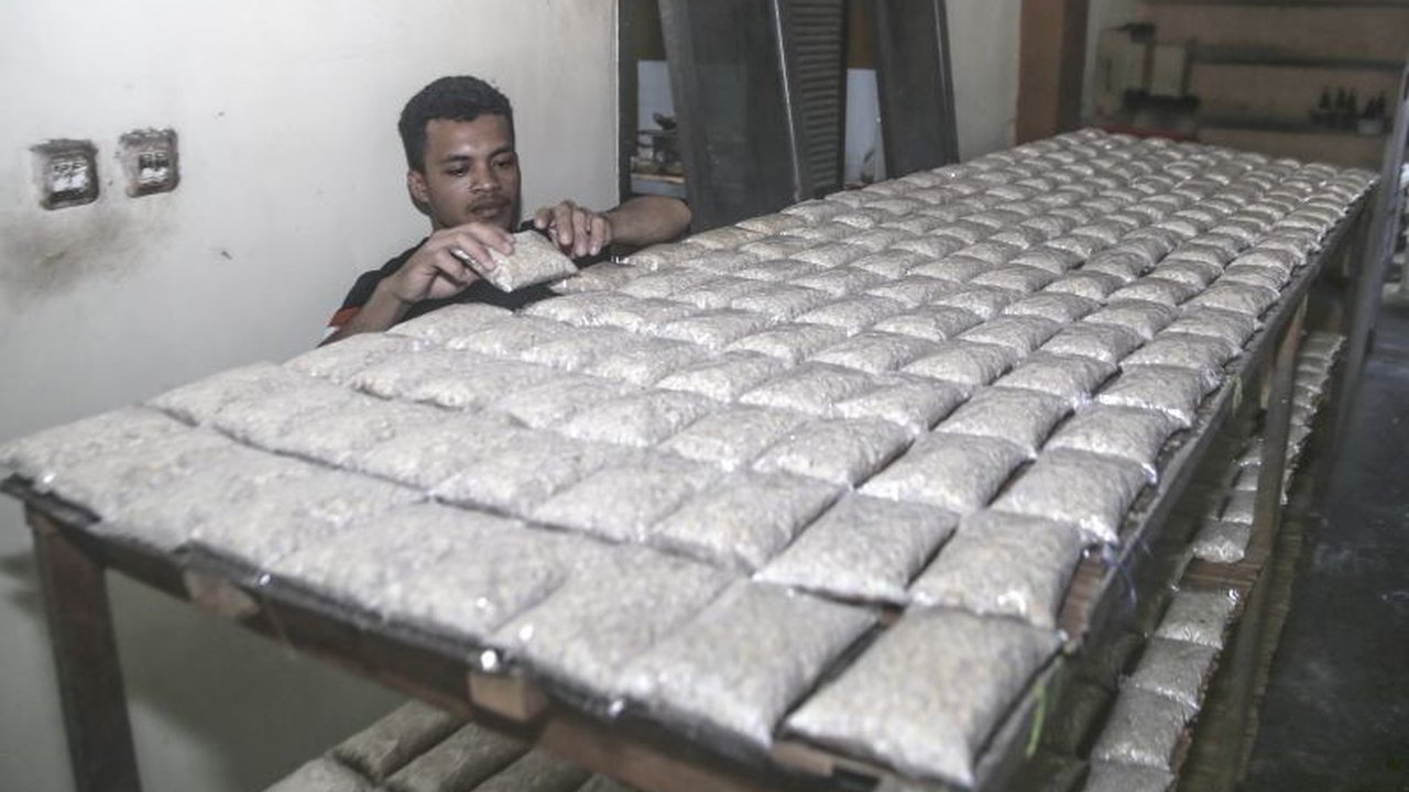 Badan Riset dan Inovasi Nasional (BRIN) sedang mengkaji potensi tempe dan probiotik untuk mendukung penuaan sehat bagi lansia, dengan fokus pada kesehatan tulang dan keseimbangan mikrobiota usus.