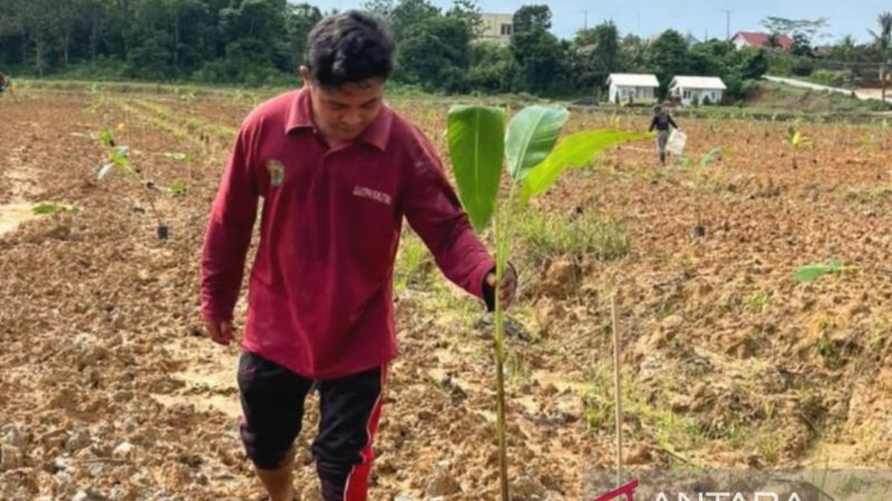 Pemerintah Provinsi Kalimantan Timur mengimplementasikan tiga pilar inovatif dalam pengelolaan demplot pisang kepok varietas grecek di Sepaku, memperkuat ketersediaan benih unggul dan budidaya berkelanjutan.