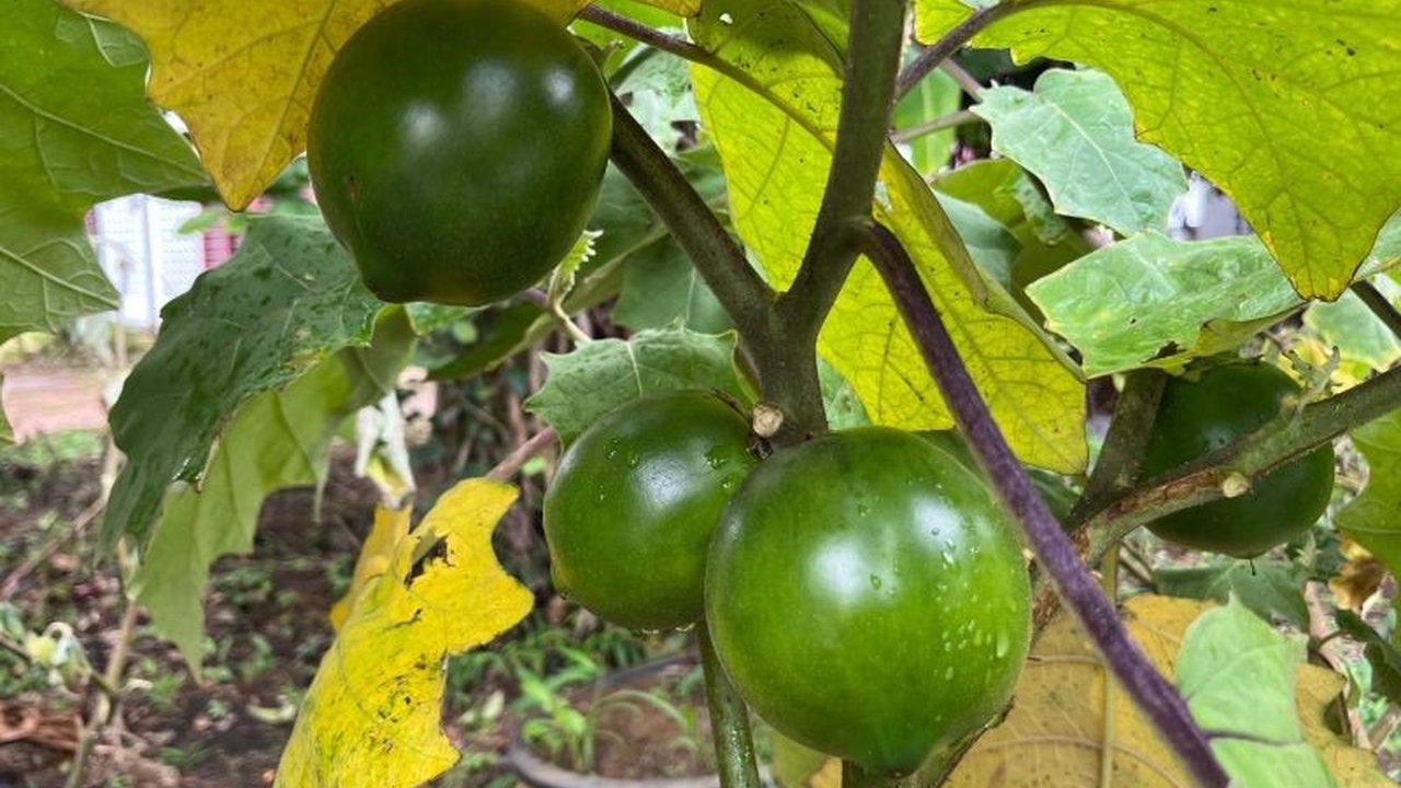 Tim peneliti BRIN berhasil mengidentifikasi spesies baru terong berduri Kalimantan, Solanum kalimantanense, yang memiliki karakteristik unik serta potensi besar sebagai bahan pangan dan obat tradisional. Penemuan ini memperkaya keanekaragaman hayati Indon