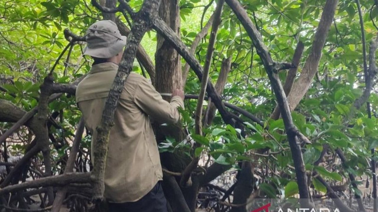 Tim peneliti dari BRIN dan UGM menyerukan upaya serius untuk Perlindungan Mangrove Langka Teluk Balikpapan, Camptostemon philippinensis, yang terancam punah dan memiliki peran penting bagi ekosistem pesisir. Simak selengkapnya!