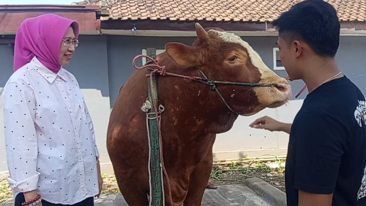 Sapi 