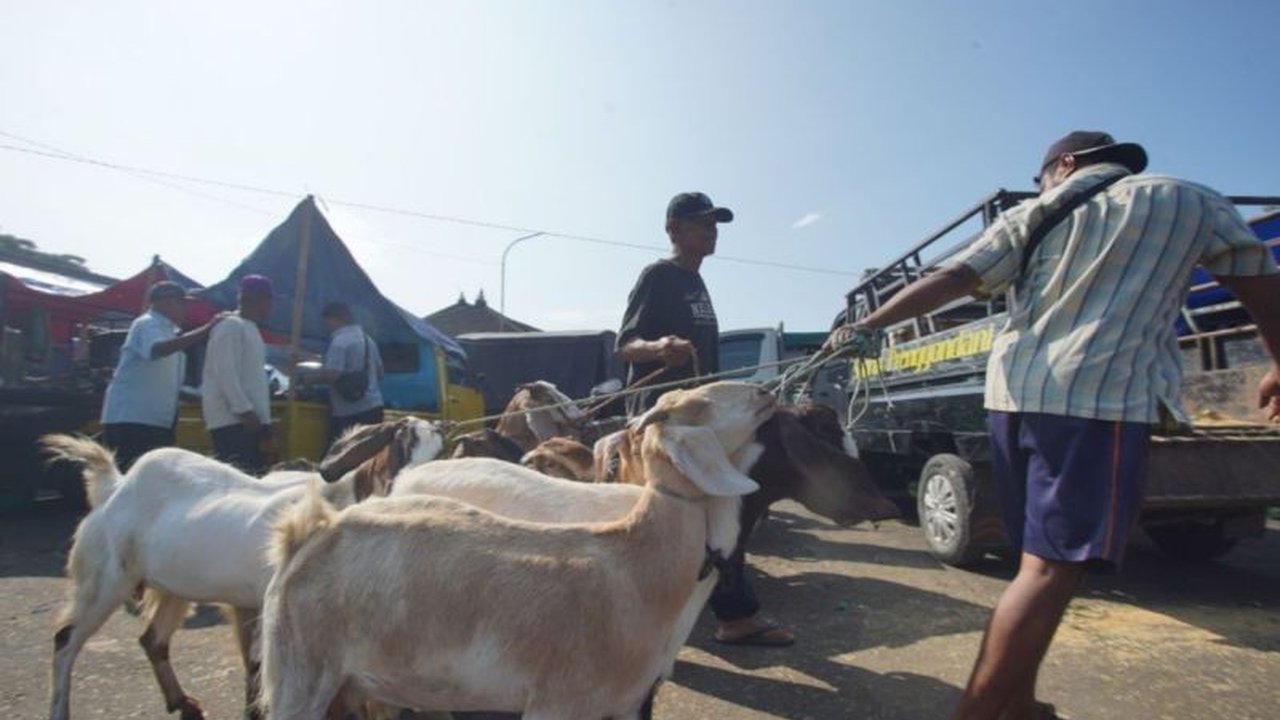 Dinas Perdagangan Kabupaten Gunungkidul mencatat peningkatan penjualan hewan ternak Gunungkidul di dua pasar hewan menjelang Idul Adha, menunjukkan antusiasme masyarakat dan dampak positif bagi ekonomi lokal.