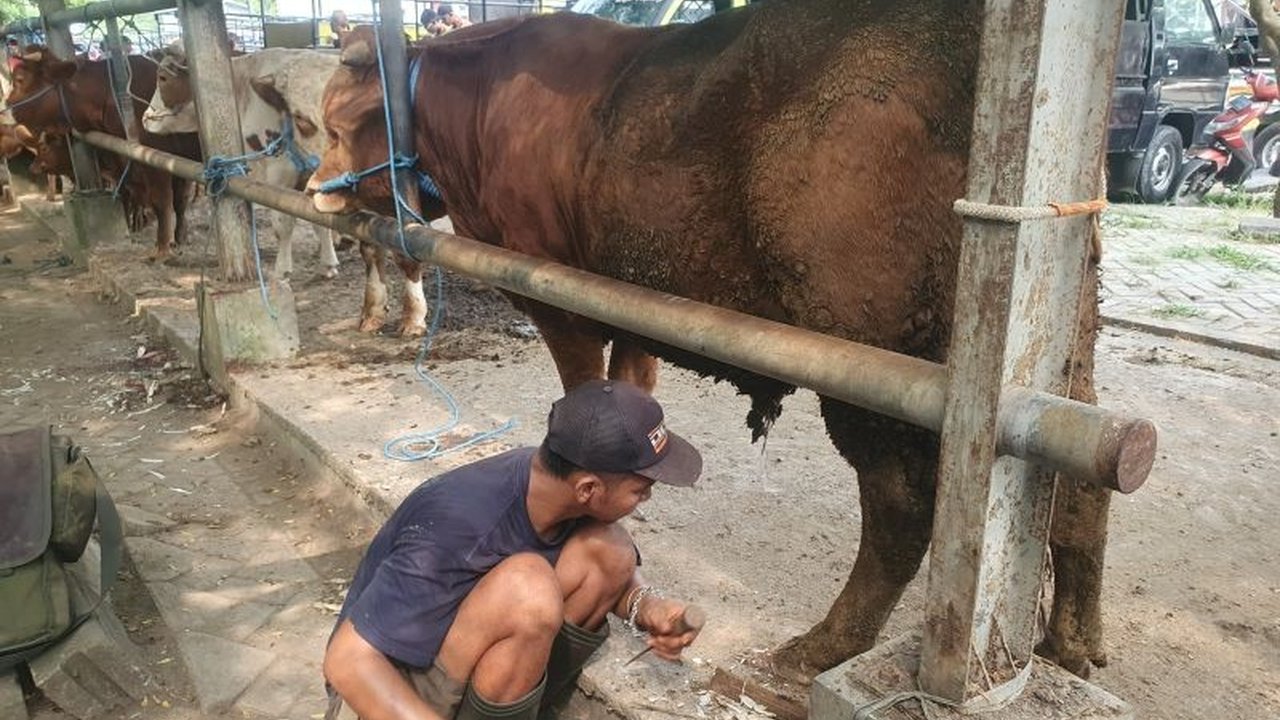 Jelang Idul Adha 1447 H, permintaan jasa salon sapi di Tulungagung meningkat tajam. Simak bagaimana Riyan dan keluarganya meraup cuan dari perawatan kuku dan tanduk sapi kurban.