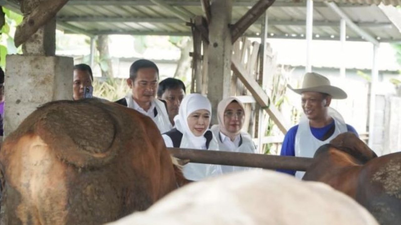 Pemerintah Kabupaten Lamongan memastikan ketersediaan Stok Sapi Kurban 2026 jauh melebihi proyeksi kebutuhan masyarakat, menjamin pasokan aman untuk Idul Adha 1447 Hijriah.