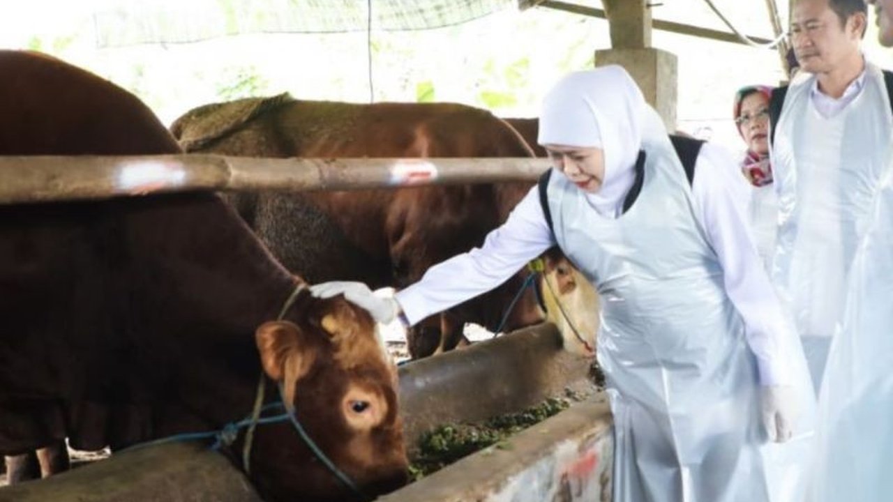 Gubernur Khofifah memprediksi Idul Adha 2026 akan mendongkrak Ekonomi Peternak Jatim. Peningkatan permintaan hewan kurban diharapkan meningkatkan pendapatan dan kesejahteraan peternak.