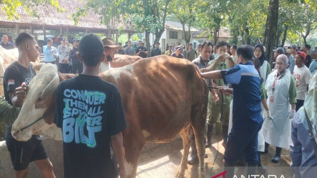 Dinas Pertanian, Pangan, dan Perikanan Sleman yakin kekurangan ribuan sapi kurban akan terpenuhi menjelang Idul Adha 2026, memastikan Pasokan Hewan Kurban Sleman aman dan sehat.