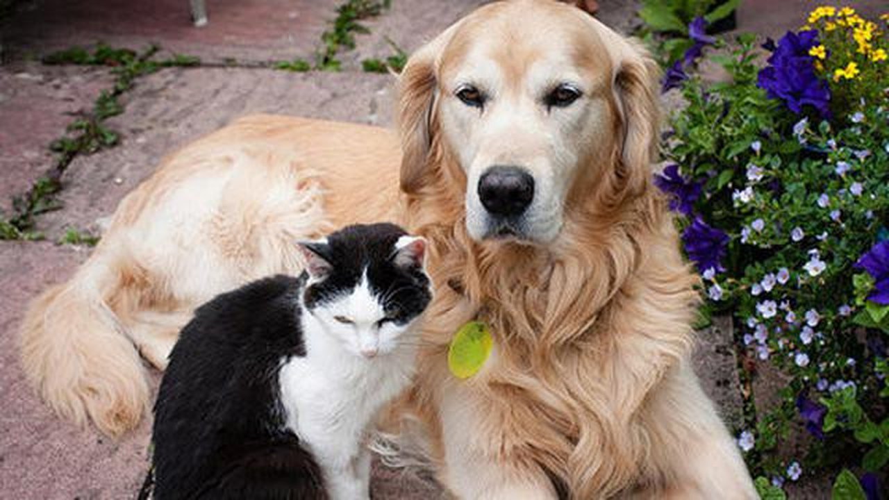 Ilustrasi anjing dan kucing. telegraph.co.uk