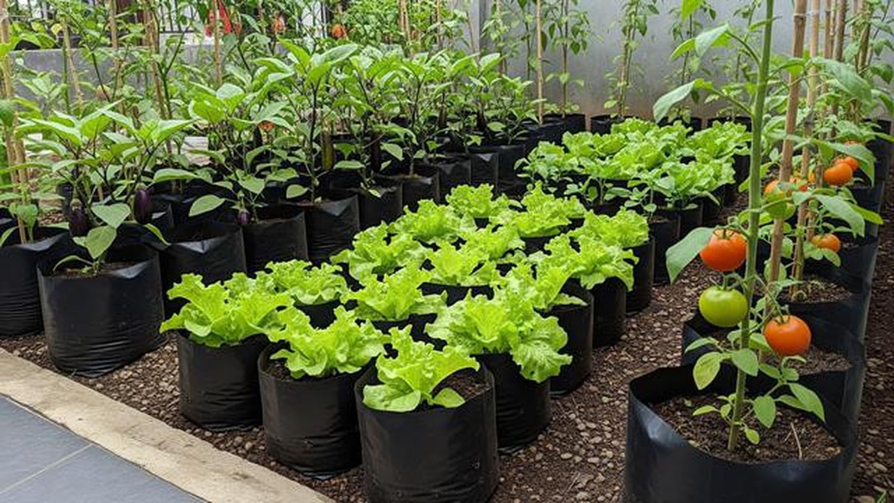 Kebun Sayur dengan Polybag/Model Kebun Sayur di Pekarangan Rumah (Sumber: gemini.com)