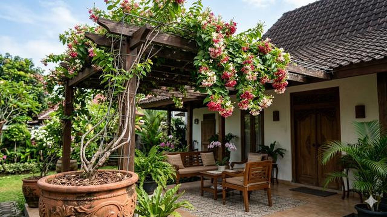 Cara Menanam Melati Belanda di Pot untuk Kanopi Rumah agar Subur. Gemini