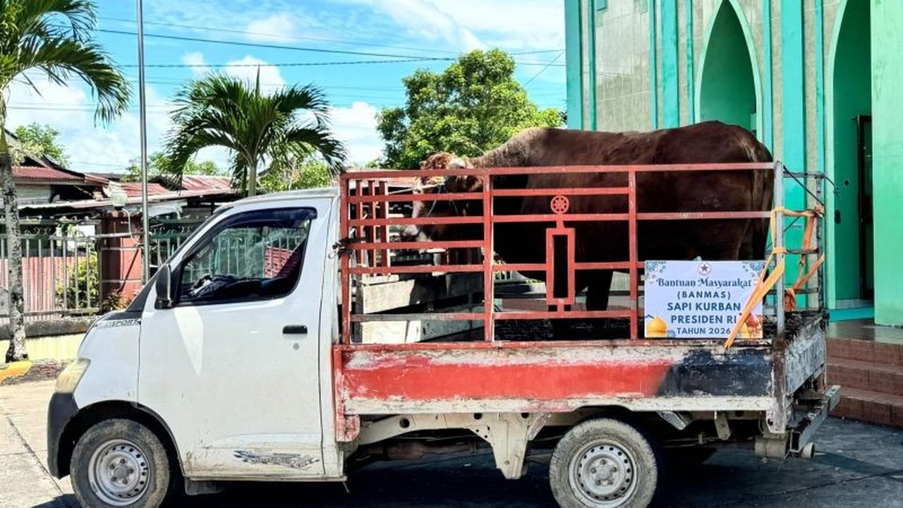 Provinsi Kalimantan Utara (Kaltara) mendapatkan tujuh ekor sapi kurban dari Presiden Prabowo Subianto untuk perayaan Idul Adha 1447 Hijriah/2026 Masehi, menunjukkan perhatian pemerintah kepada masyarakat Kaltara.