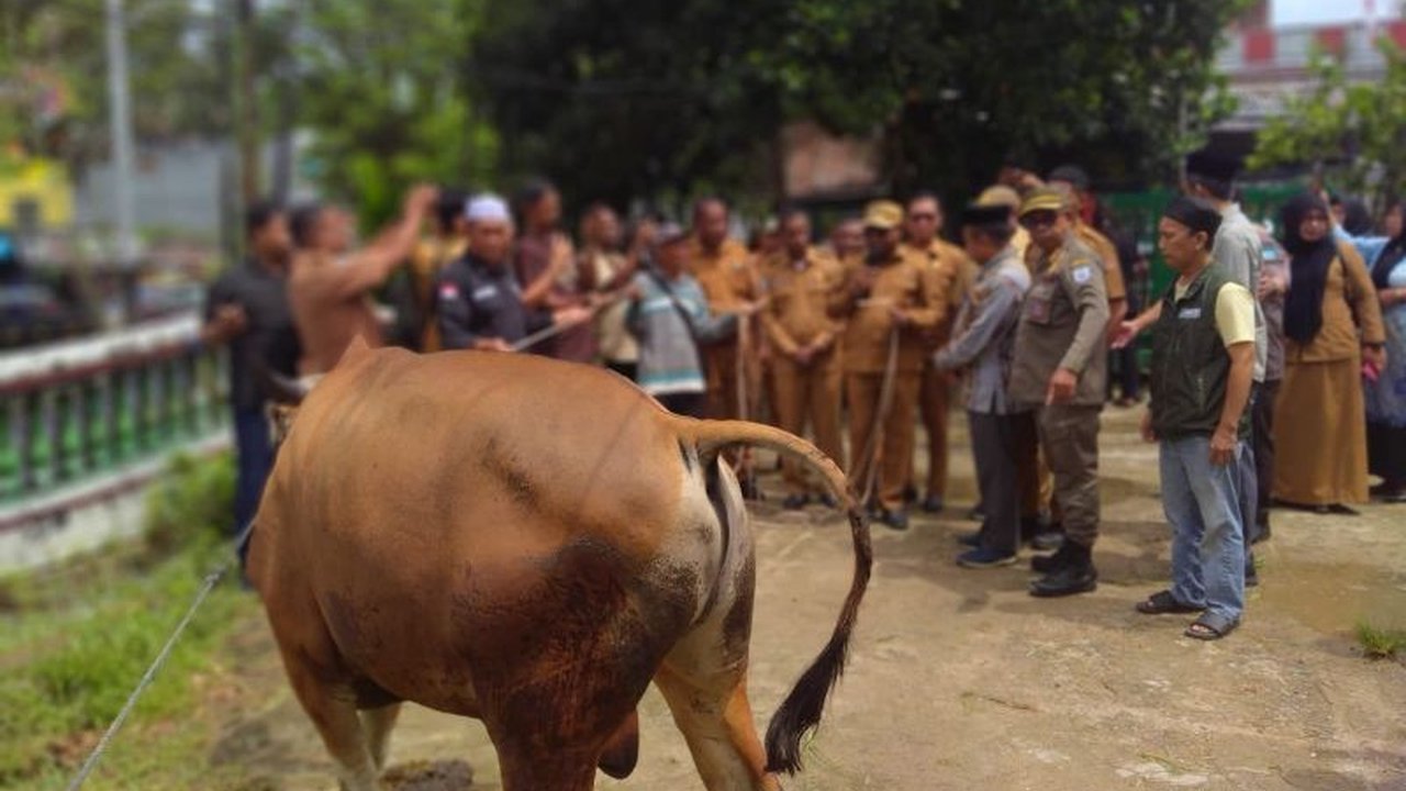 Pemerintah Kota Sorong menyalurkan 30 sapi kurban kepada umat Muslim untuk Idul Adha 1447 H. Pemkot Sorong Salurkan Sapi Kurban ini meski efisiensi anggaran, memastikan hewan sehat dan layak konsumsi.