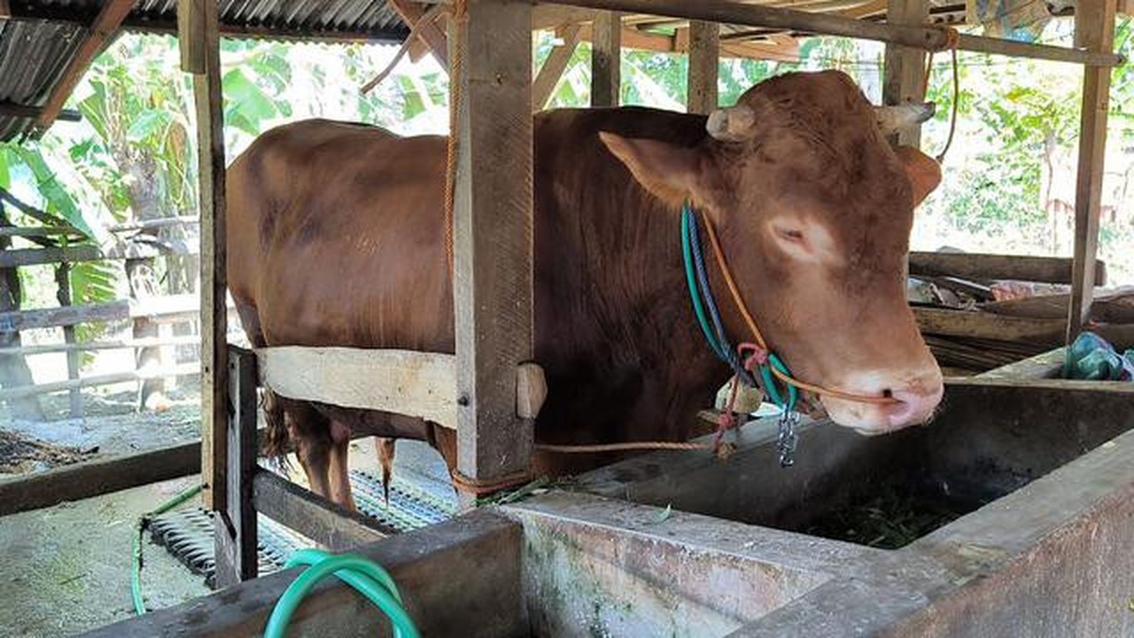 Empat ekor sapi jumbo berbobot rata-rata 1 ton dipilih Presiden Prabowo Subianto untuk disalurkan ke sejumlah daerah di Polewali Mandar, Provinsi Sulawesi Barat (Sulbar). (Liputan6.com/Fauzan