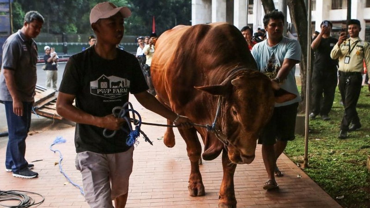 Majelis Ulama Indonesia (MUI) menegaskan sapi qurban bantuan presiden (banpres) yang menggunakan APBN sah secara syariat dan konstitusi. Lantas, mengapa muncul polemik terkait Sapi Qurban Banpres APBN ini?