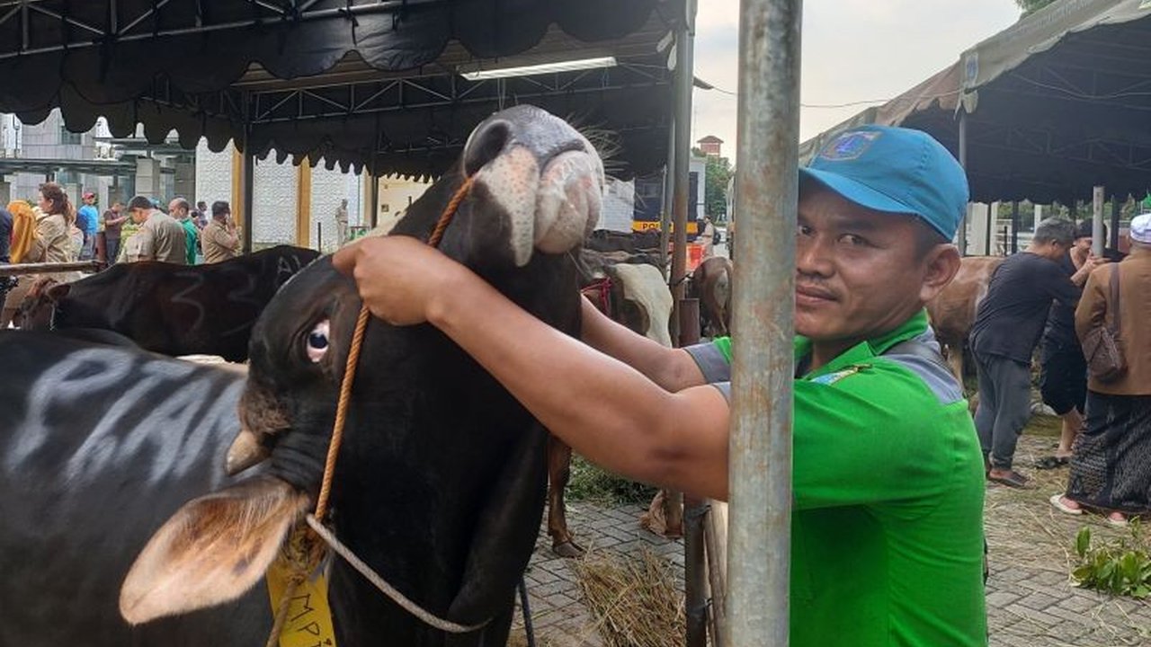 Jelang Iduladha, Suku Dinas Ketahanan Pangan, Kelautan dan Pertanian (KPKP) Jakarta Barat menemukan puluhan hewan kurban sakit dari ribuan yang diperiksa. Apa saja penyebab dan dampaknya pada konsumsi?
