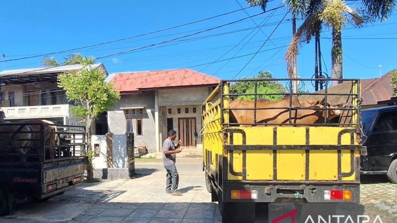 Dinas Pertanian Aceh Besar memastikan stok hewan kurban melimpah, siap penuhi permintaan meugang dan Idul Adha di Aceh Besar hingga Banda Aceh.