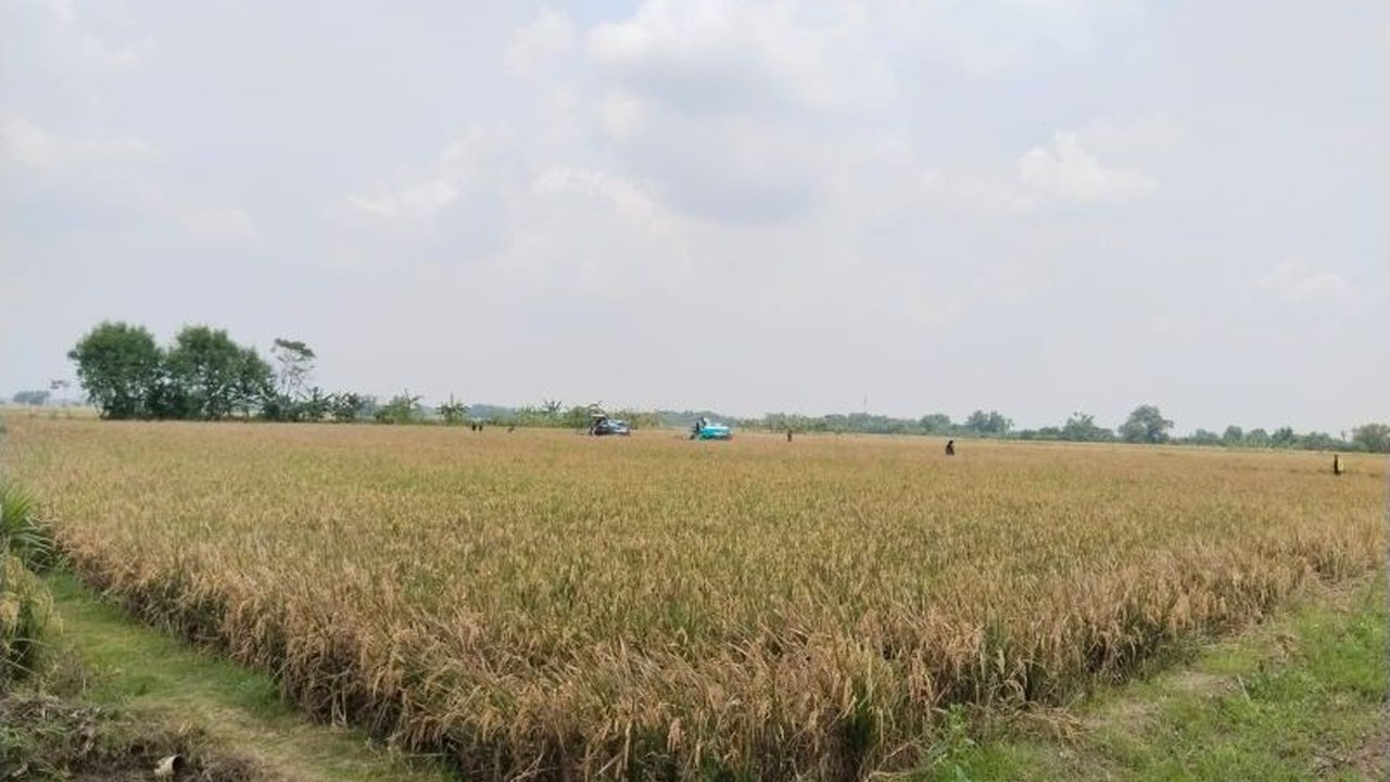 Anggota Komisi II DPRD Jawa Barat mendukung langkah Pemerintah Kabupaten Karawang menambah luas Lahan Pertanian Pangan Berkelanjutan (LP2B) demi menjaga ketahanan pangan dan mencegah alih fungsi lahan di Karawang.