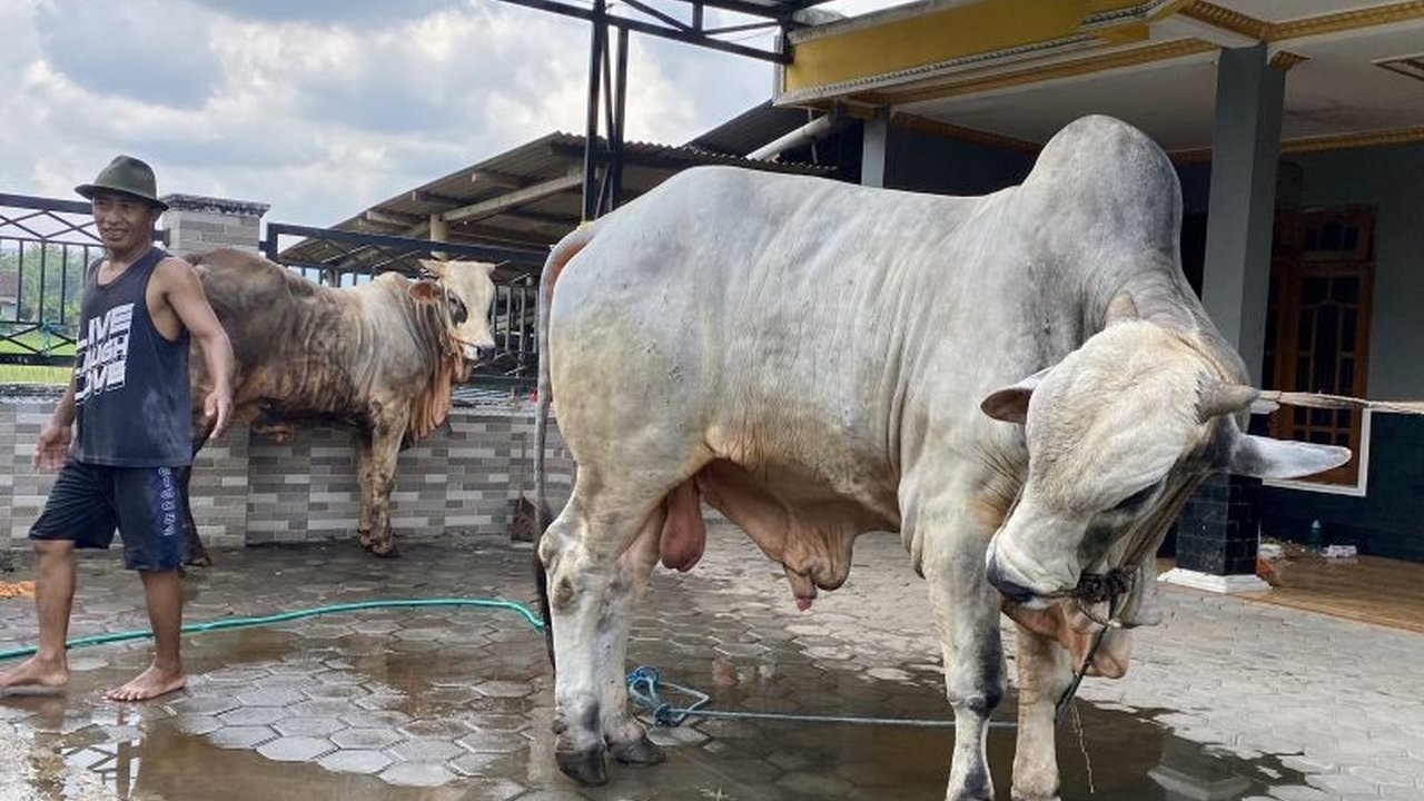 Menjelang Idul Adha, Dinas Ketahanan Pangan dan Pertanian (DKPP) Bantul mengungkapkan 80 persen pasokan hewan kurban didatangkan dari luar daerah. Simak upaya Bantul memenuhi kebutuhan hewan kurban dan menjamin kesehatannya.