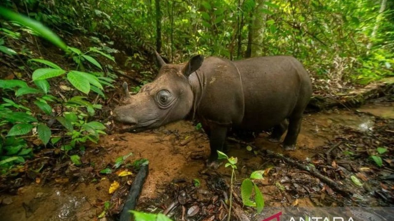 Balai Konservasi Sumber Daya Alam (BKSDA) Kaltim melakukan simulasi translokasi badak pari Mahulu Kalimantan. Upaya ini menjadi langkah krusial dalam penyelamatan populasi Badak Kalimantan yang terancam punah.