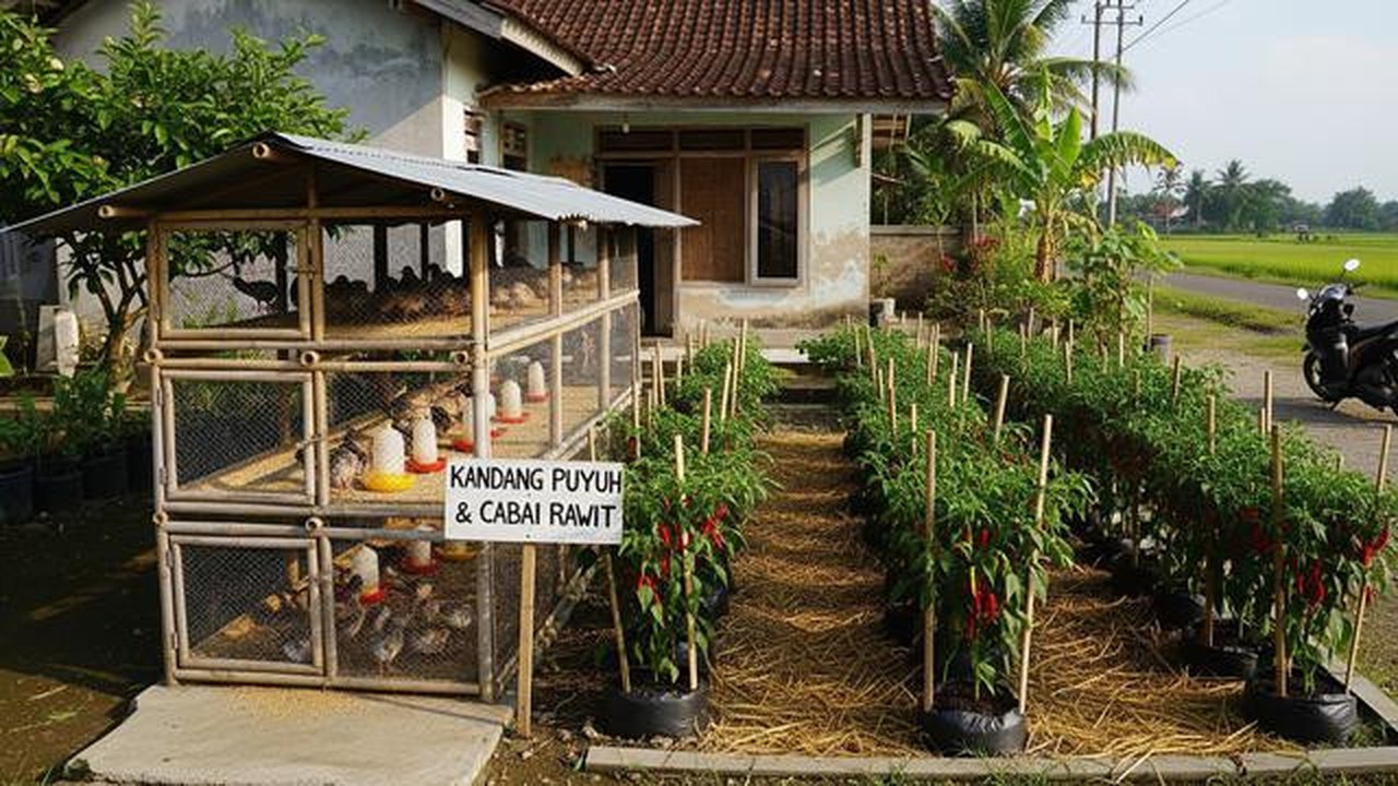 Ternak Burung Puyuh dan Cabai Rawit dalam Satu Lahan Kecil yang Menguntungkan/ Ilustrasi gambar AI