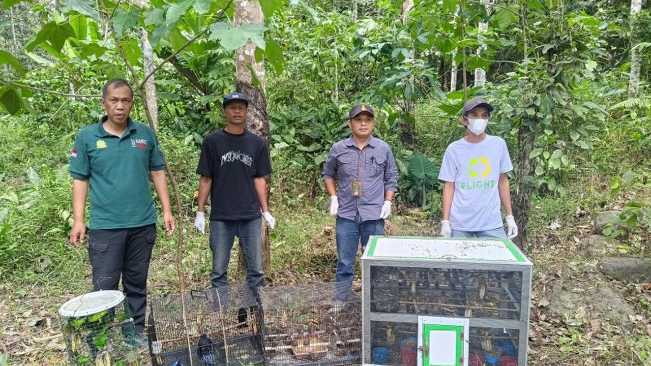 Balai Konservasi Sumber Daya Alam (BKSDA) Bengkulu bersama aparat kepolisian berhasil menggagalkan pengiriman 203 ekor burung ilegal di Tol Trans Sumatera, menegaskan komitmen dalam memberantas perdagangan satwa liar.