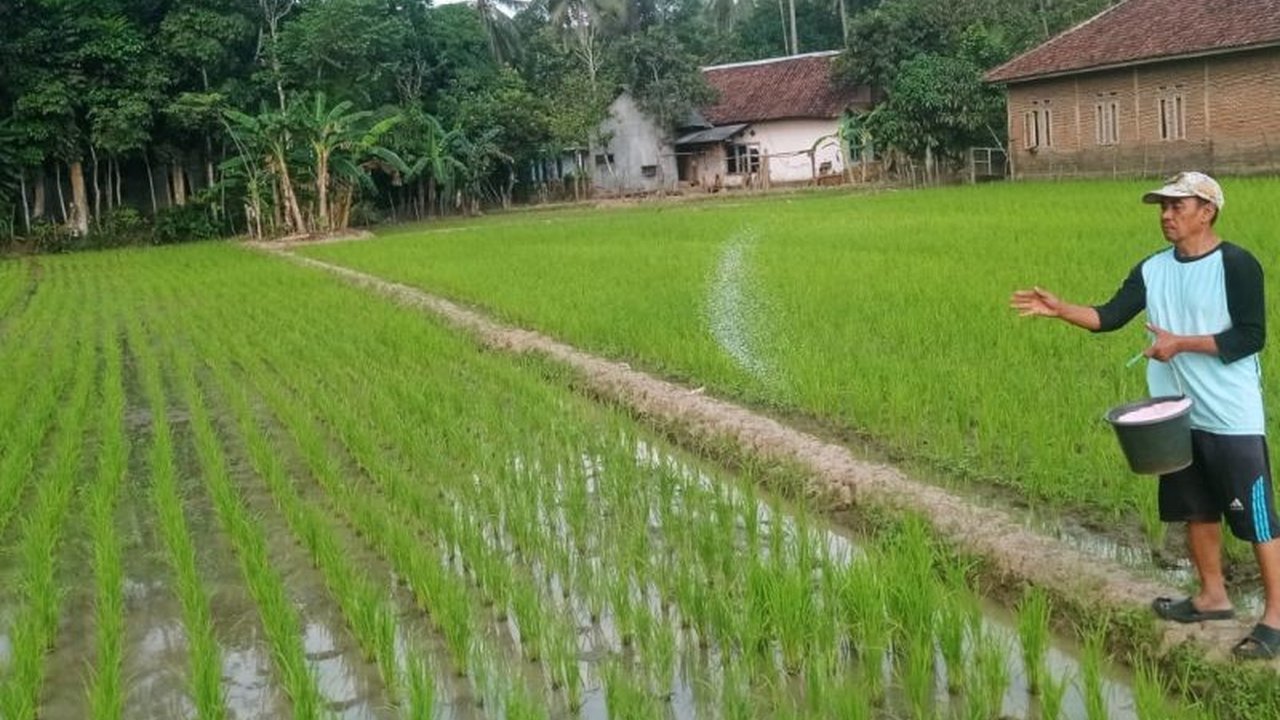Petani di Kabupaten Lebak tak perlu khawatir! Persediaan Pupuk Lebak bersubsidi dipastikan mencukupi hingga Desember 2026, mendukung swasembada pangan nasional dengan stok melimpah.