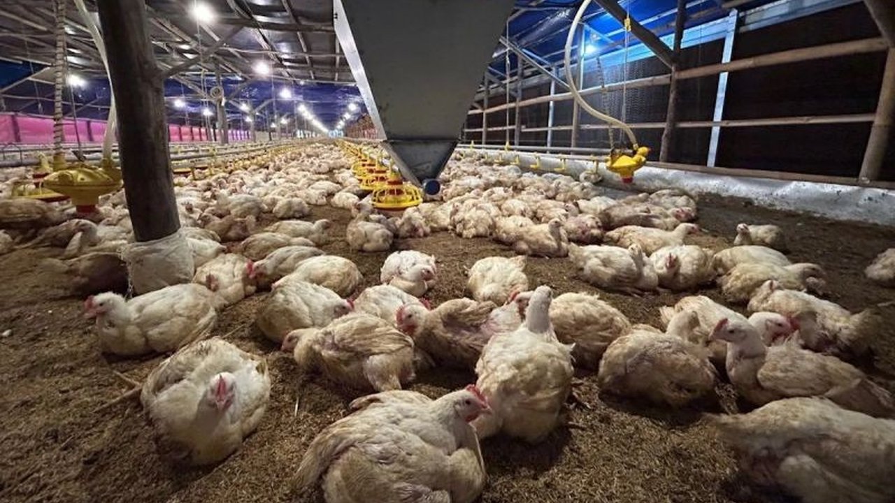 Kementerian Pertanian (Kementan) terus berupaya menjaga stabilitas harga ayam hidup di tingkat peternak, terutama saat permintaan pasar menurun, demi melindungi kelangsungan usaha peternak mandiri.