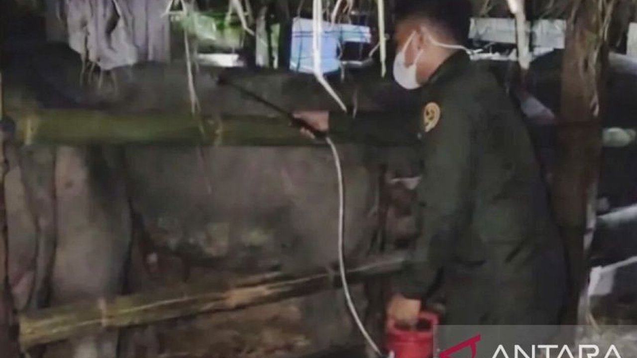 Balai Karantina Hewan, Ikan, dan Tumbuhan (BKHIT) Maluku intensifkan pengawasan ternak 89 kerbau ke Sulawesi Selatan. Langkah ini vital cegah penyebaran penyakit hewan menular strategis di tingkat nasional.