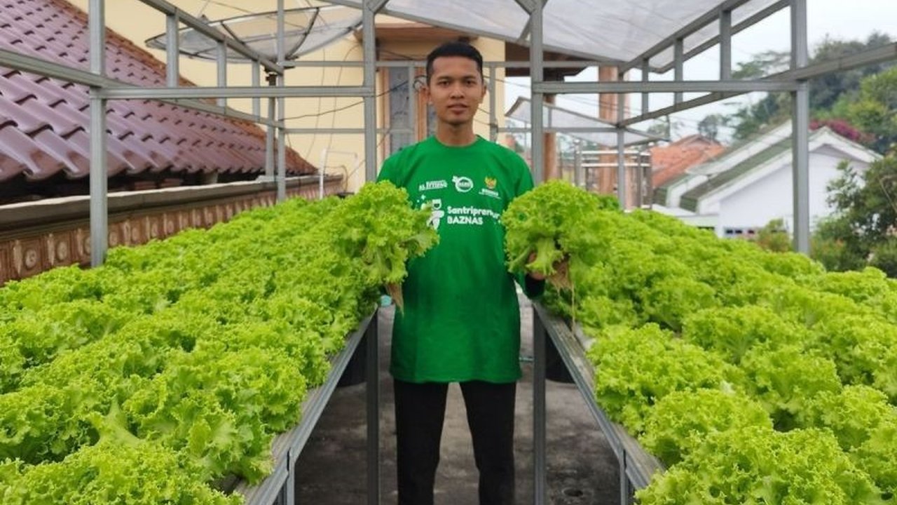 Arif Hermawan, pemuda Lumajang, berhasil mewujudkan kemandirian pangan hidroponik dari loteng sempit. Simak perjalanan inspiratifnya yang penuh kegagalan hingga sukses besar.